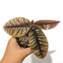 Labisia Buaya - Scindapsus Borneo