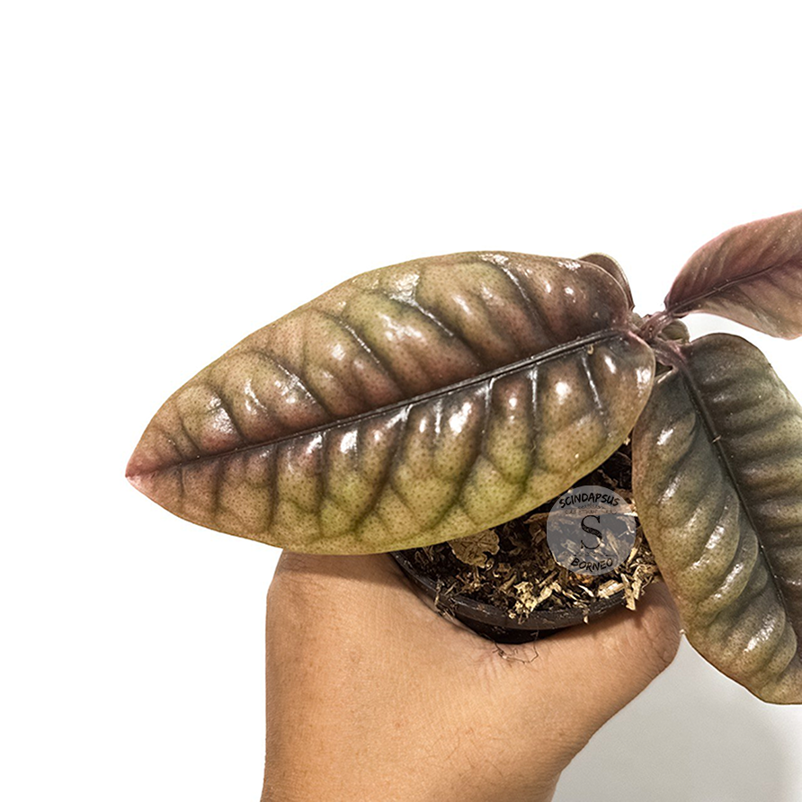 Labisia Buaya - Scindapsus Borneo