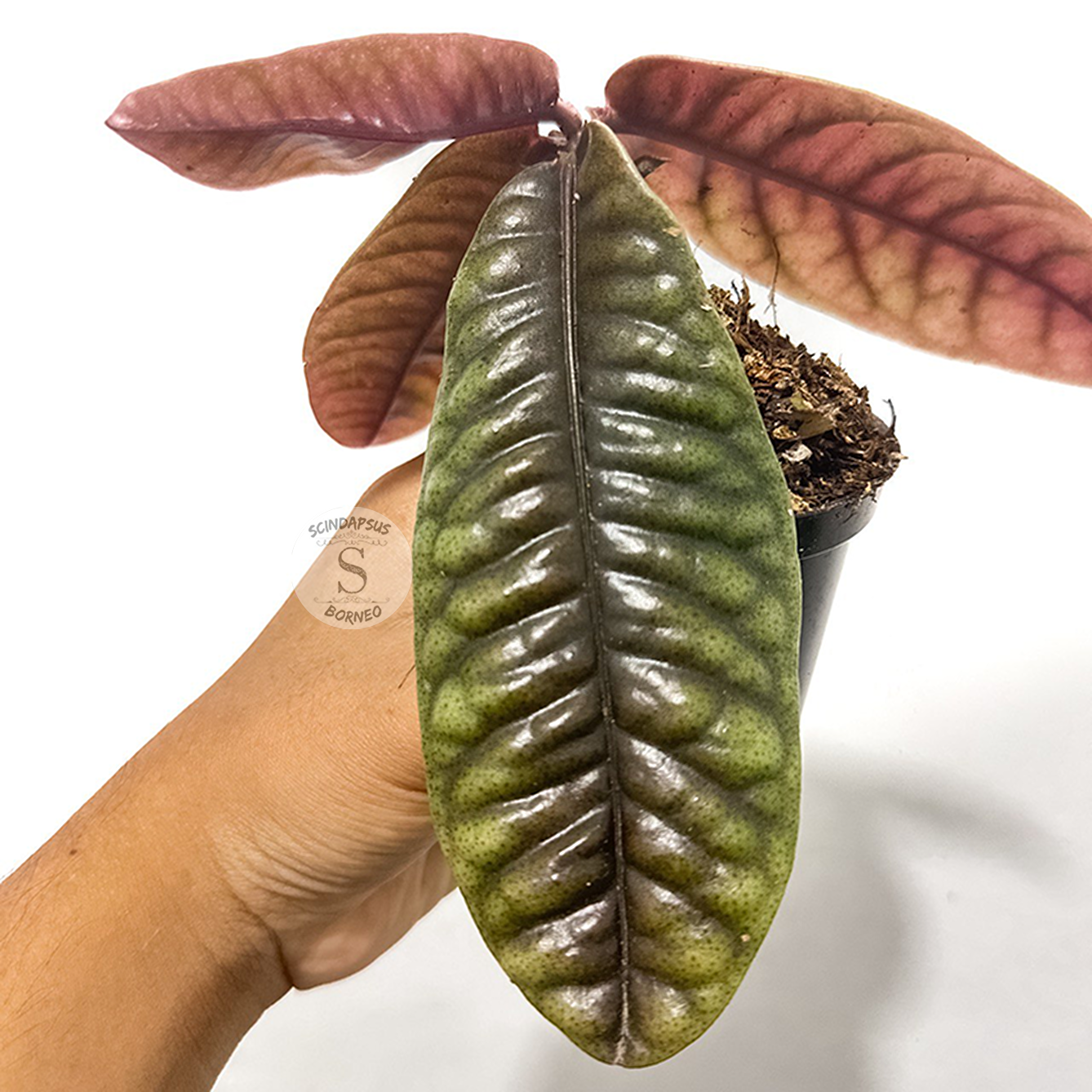 Labisia Buaya - Scindapsus Borneo