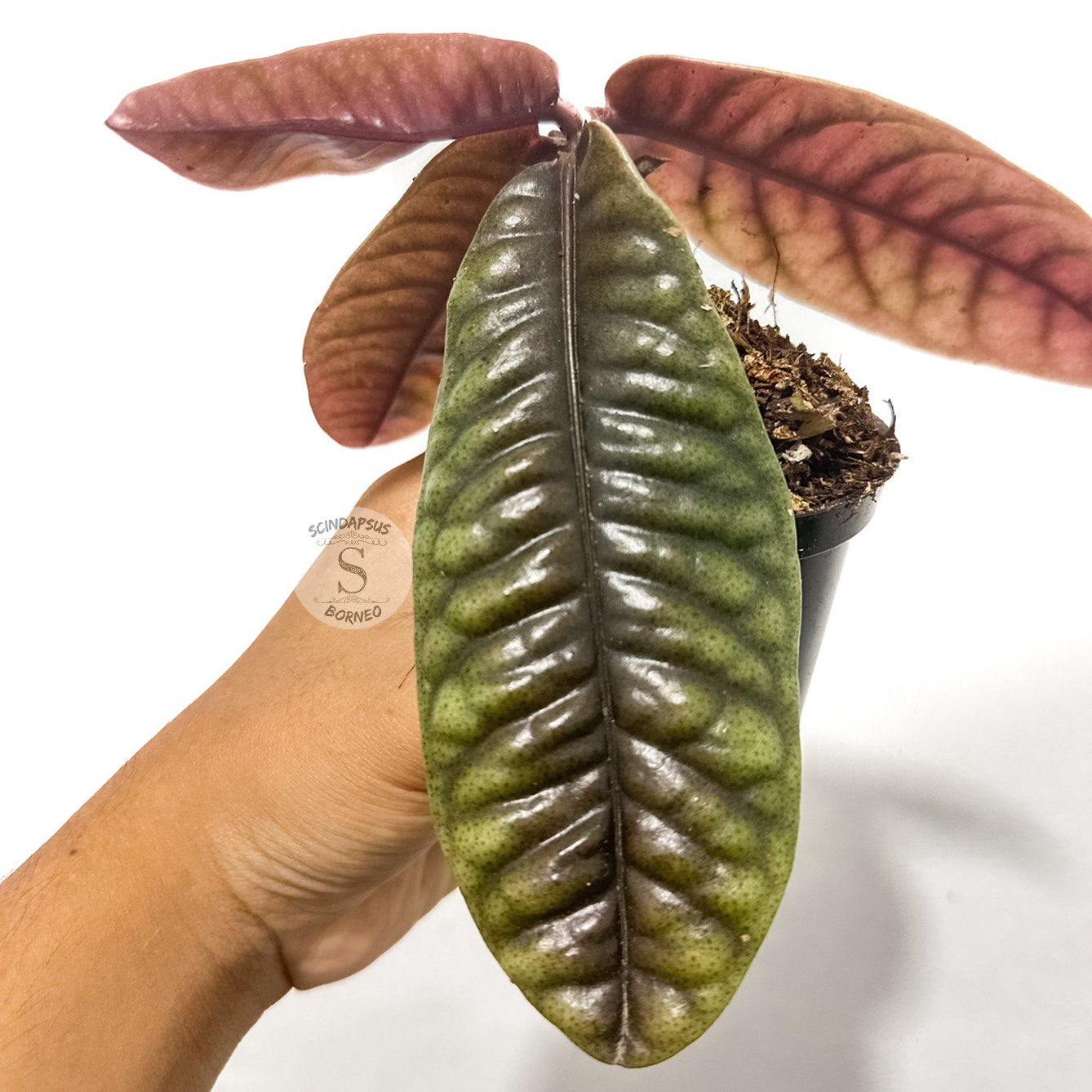 Labisia Buaya - Package 30x