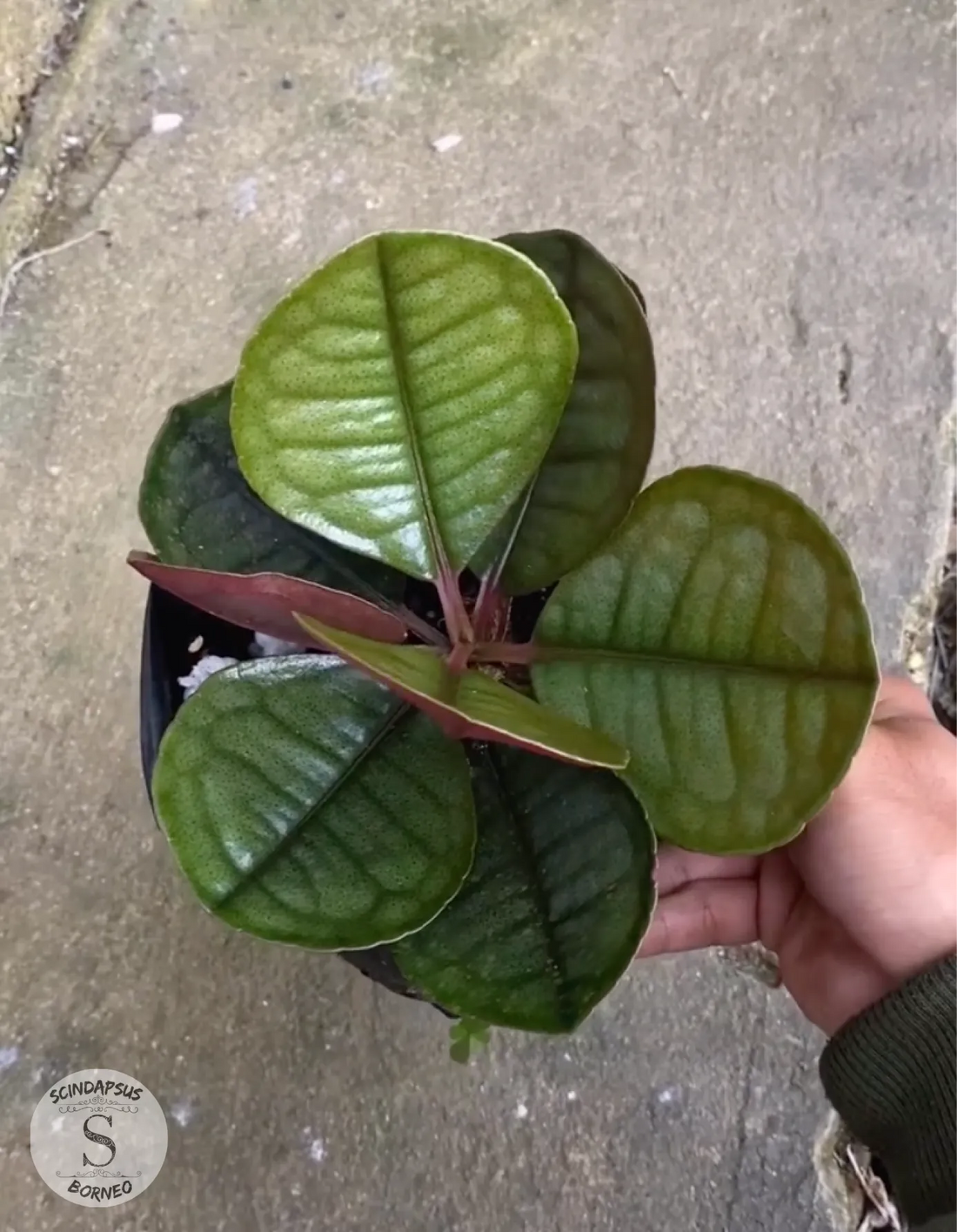 Labisia Fan - Scindapsus Borneo