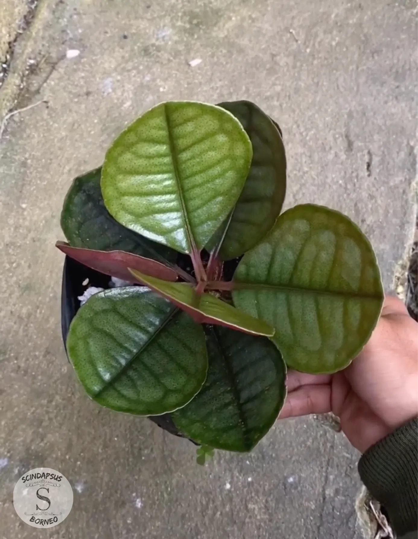 Labisia Fan - Scindapsus Borneo
