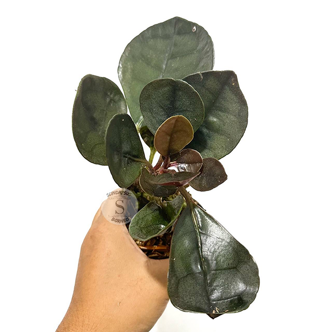 Labisia Silver Metallic - Scindapsus Borneo
