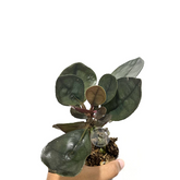 Labisia Silver Metallic - Scindapsus Borneo