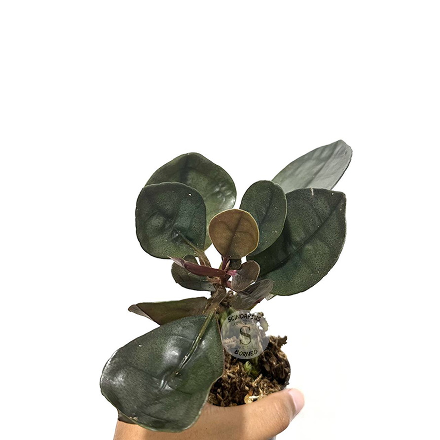 Labisia Silver Metallic - Scindapsus Borneo