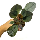 Labisia Silver Metallic - Scindapsus Borneo