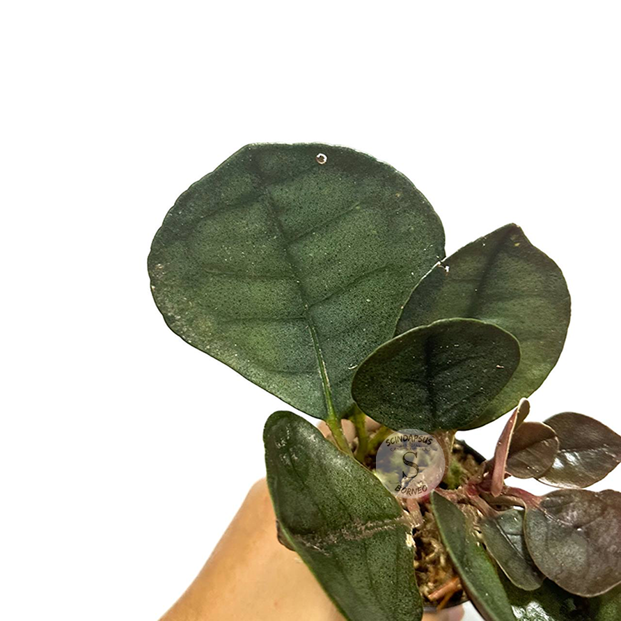 Labisia Silver Metallic - Scindapsus Borneo