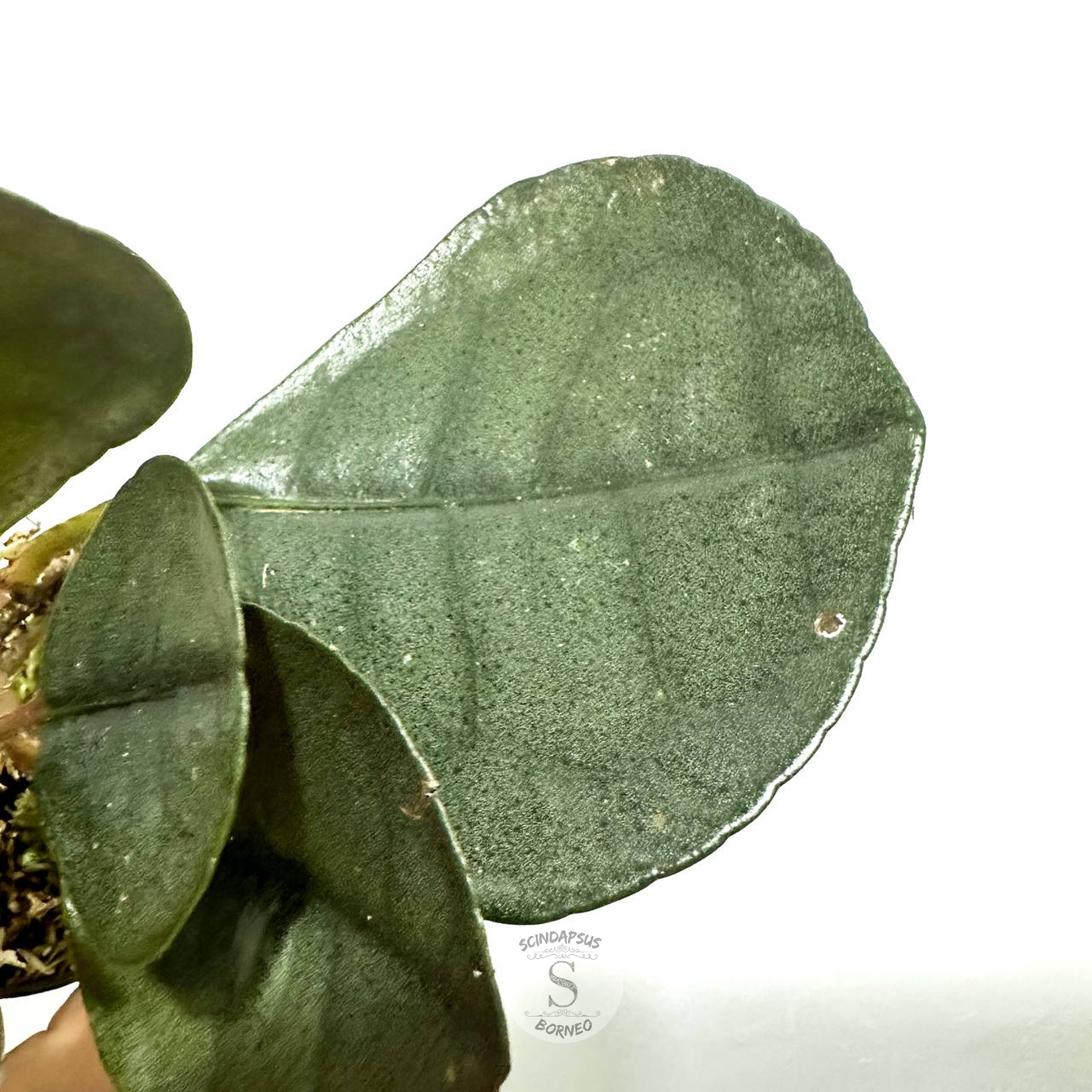 Labisia Silver Metallic - Package 10x
