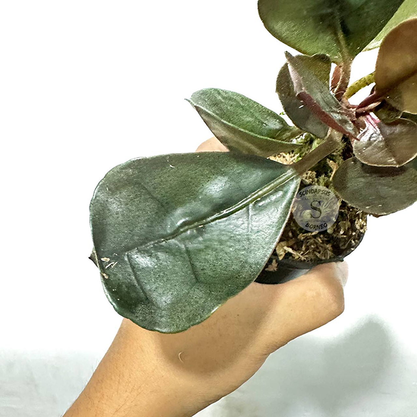 Labisia Silver Metallic - Scindapsus Borneo