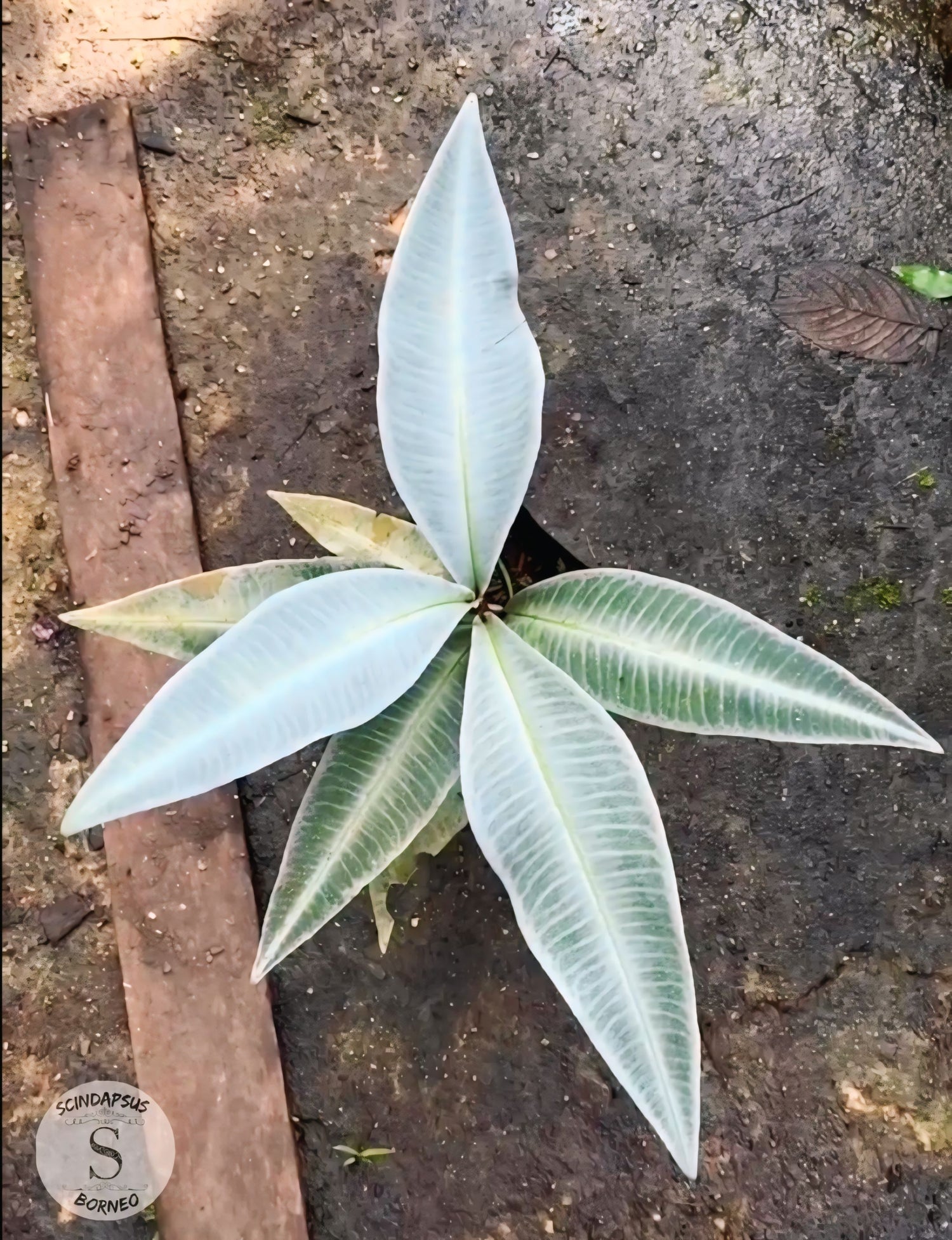 Labisia Snow White - Scindapsus Borneo