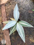 Labisia Snow White - Scindapsus Borneo