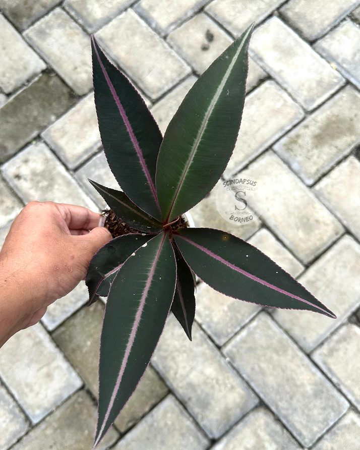Labisia Ardisia Lintang