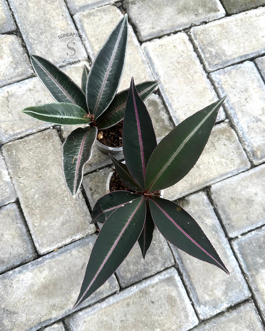 Labisia Ardisia Lintang