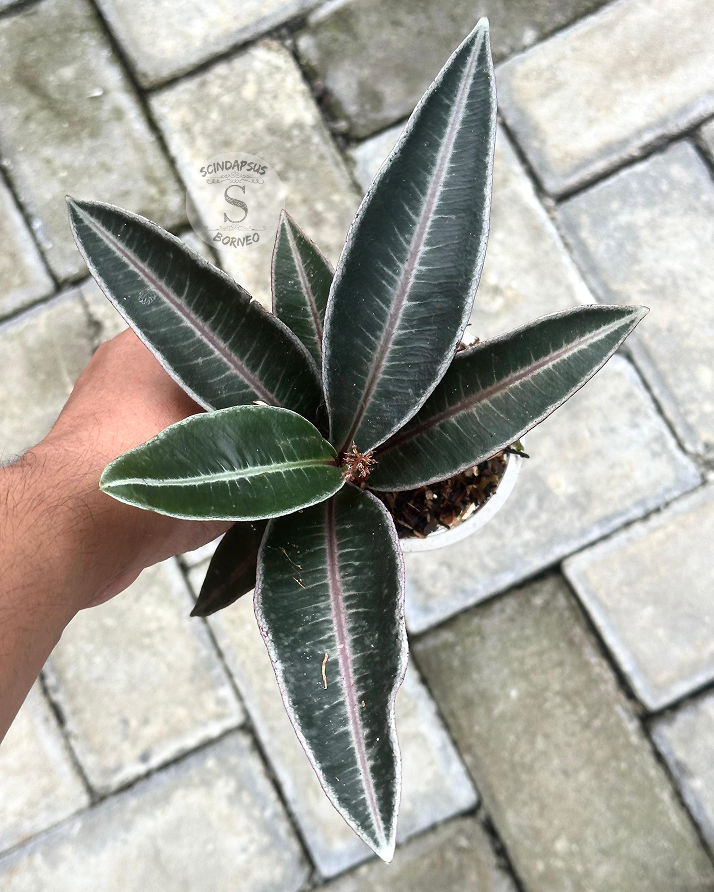 Labisia Ardisia Lintang