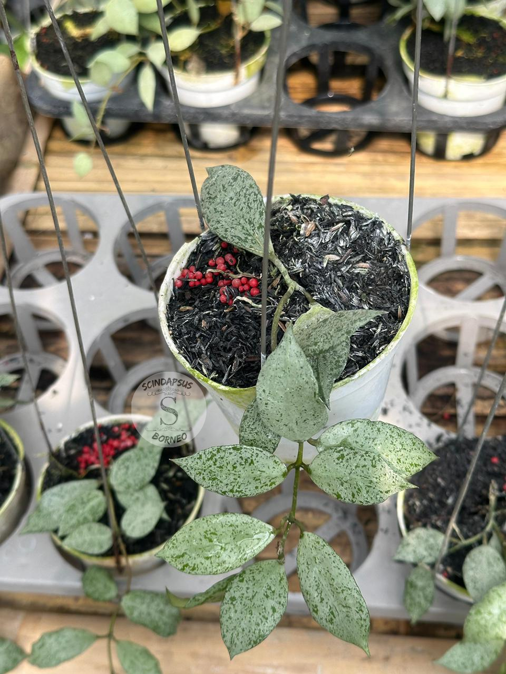Hoya Lacunosa Moonshine