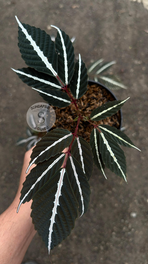 Leea Amabilis Sp Borneo