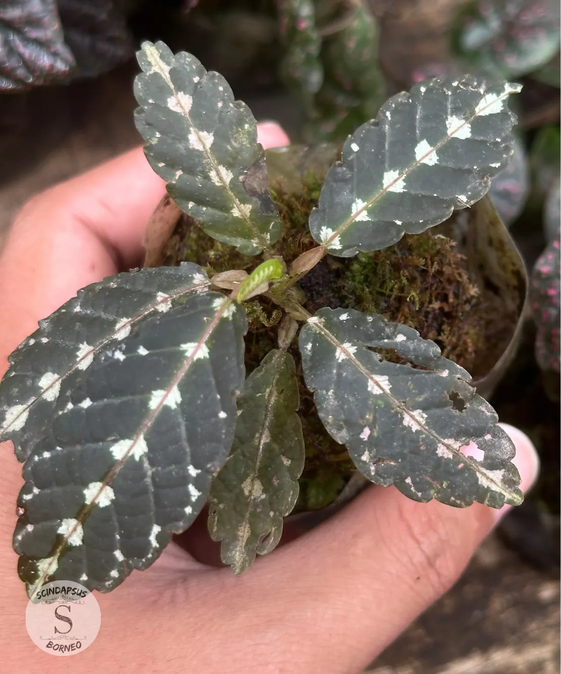 Leea Amabilis Sp Papua - Scindapsus Borneo