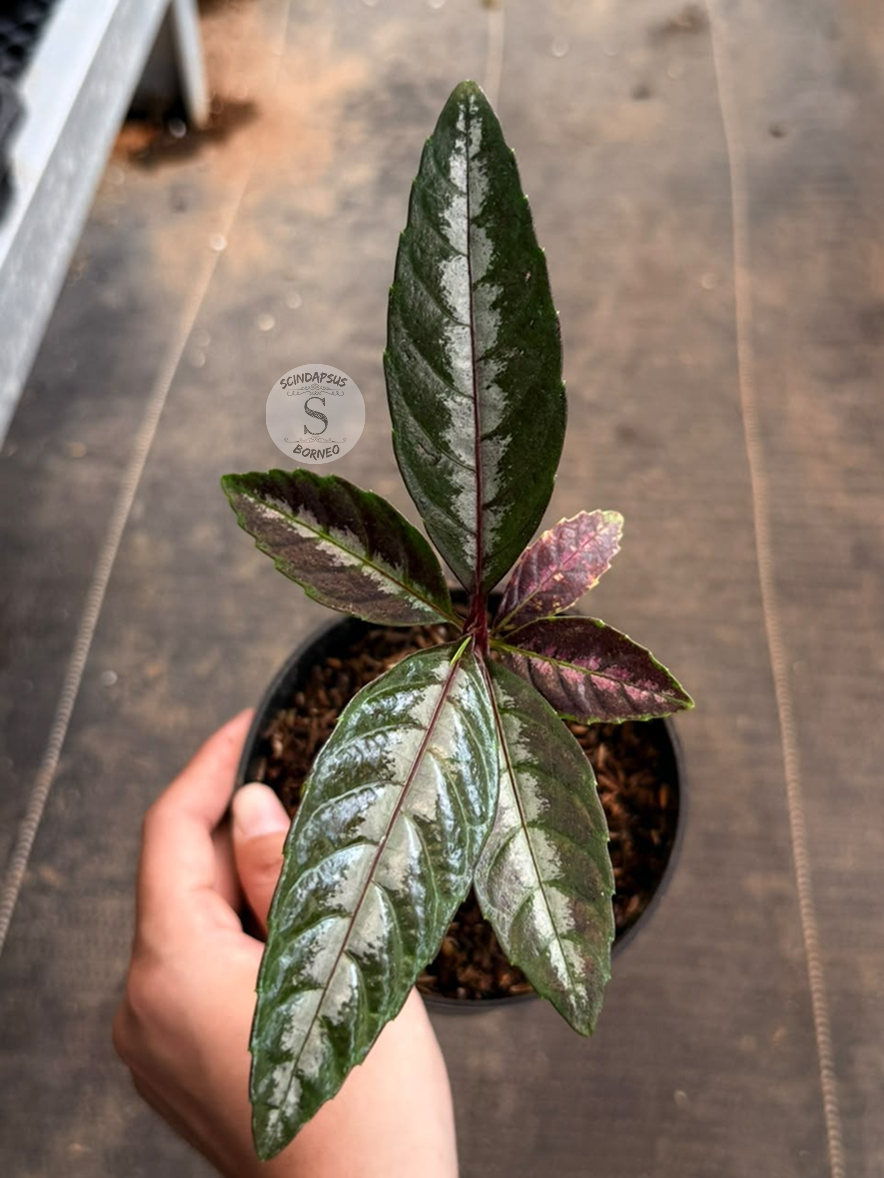 Leea amabilis sp timika - Best Selected