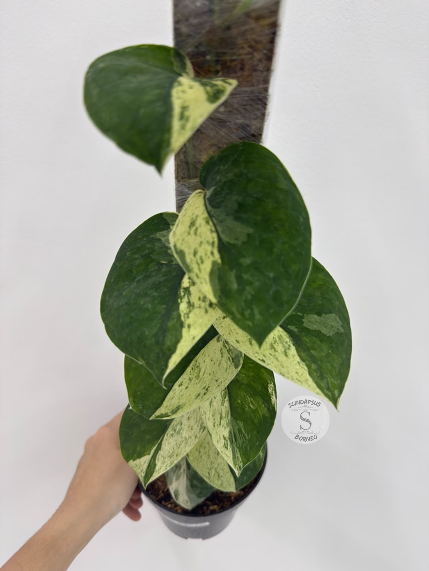 Scindapsus Mahabrata albo - Best Selected