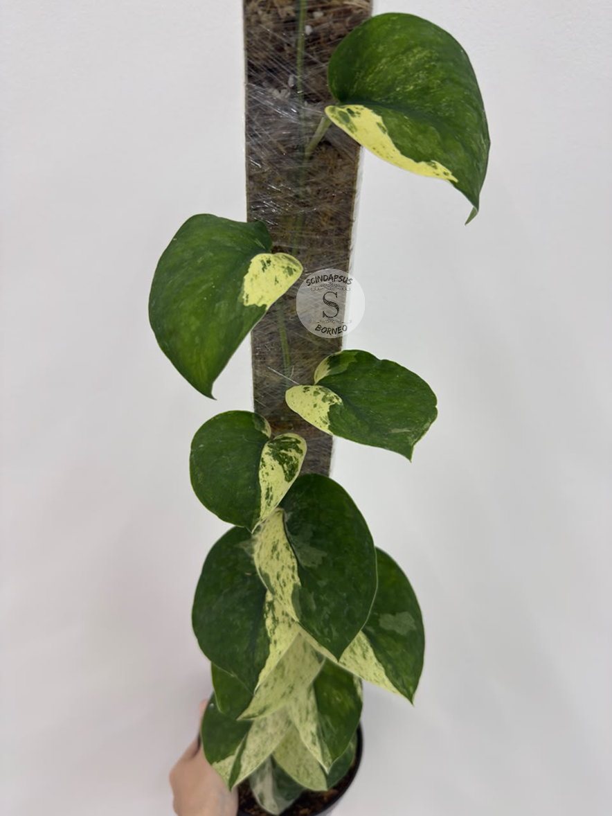 Scindapsus Mahabrata albo - Best Selected