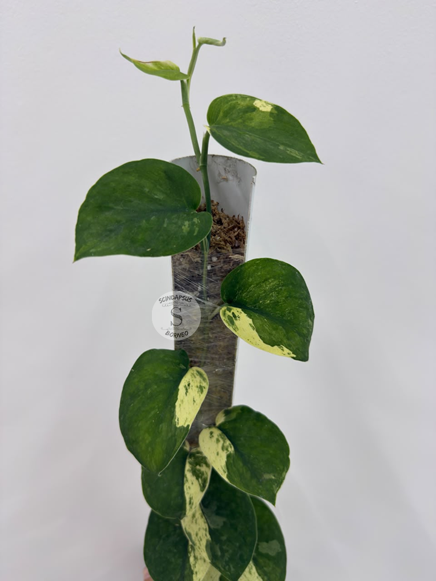 Scindapsus Mahabrata albo - Best Selected