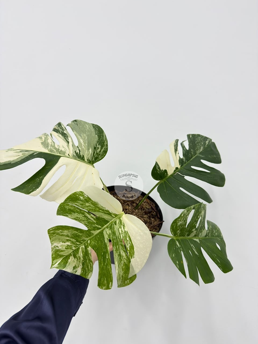 Monstera Albo - Best Selected