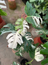 Monstera Borsigiana Albo - Scindapsus Borneo