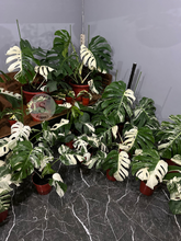 Monstera Borsigiana Albo - Scindapsus Borneo