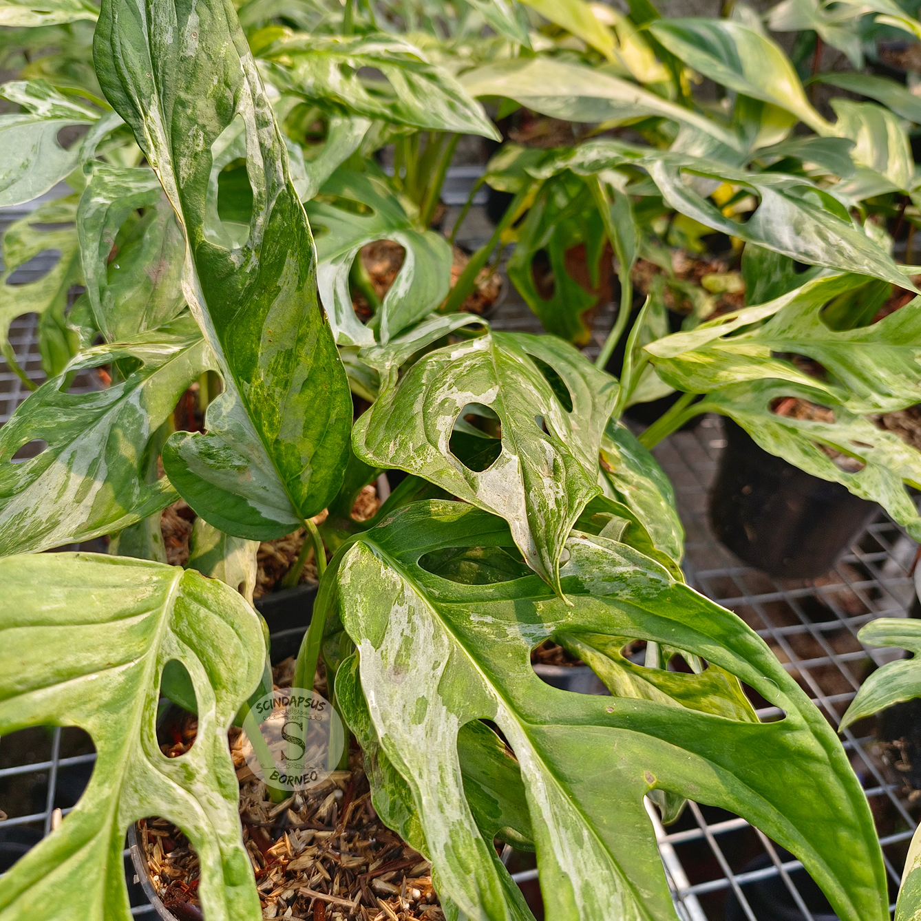 Monstera Adansonii Mint - Scindapsus Borneo