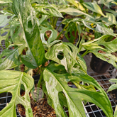 Monstera Adansonii Mint - Scindapsus Borneo