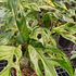 Monstera Adansonii Mint - Scindapsus Borneo