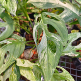 Monstera Adansonii Mint - Scindapsus Borneo
