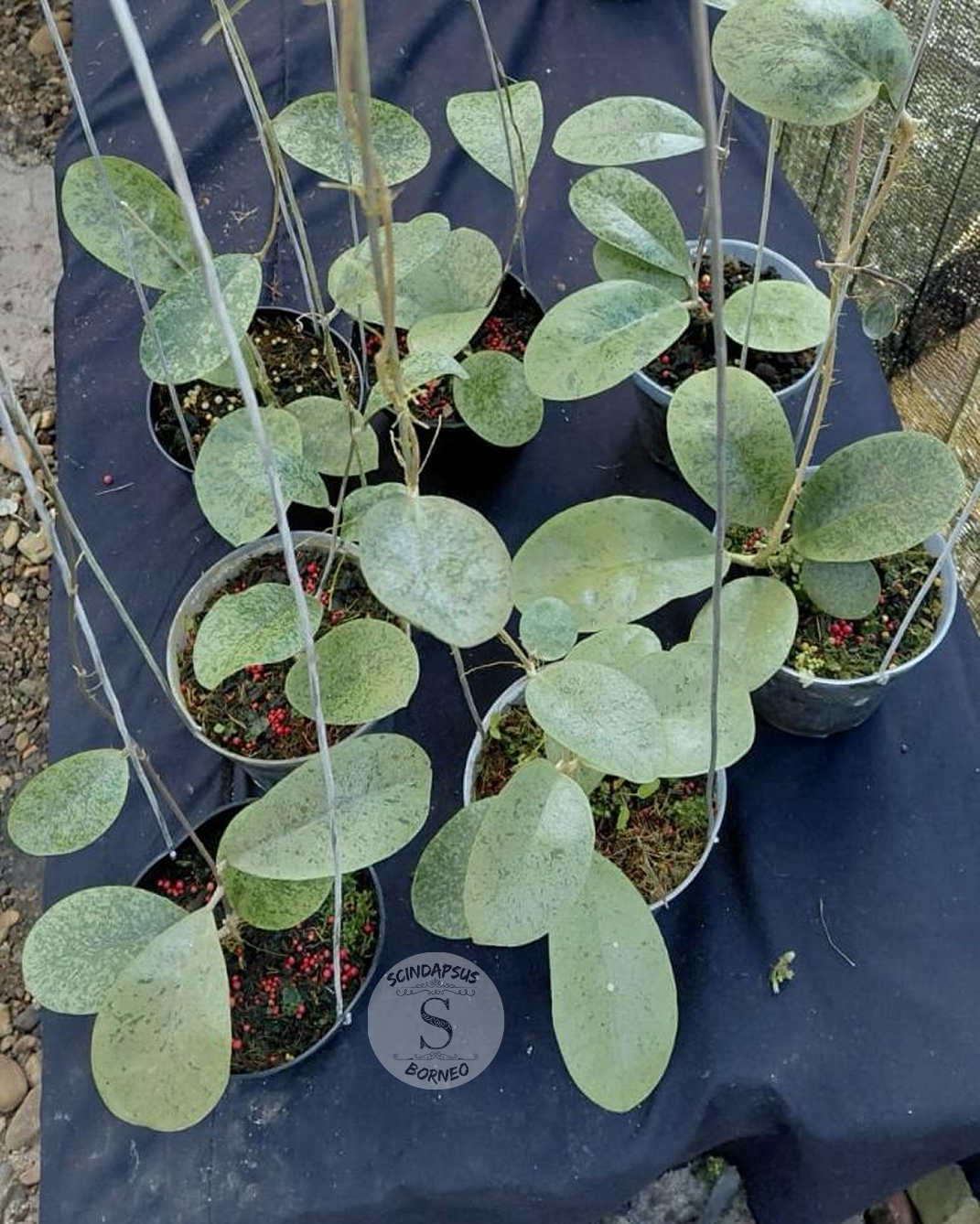 Hoya Silver Borneo - Scindapsus Borneo