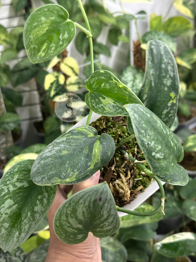 Scindapsus Aurion - Scindapsus Borneo