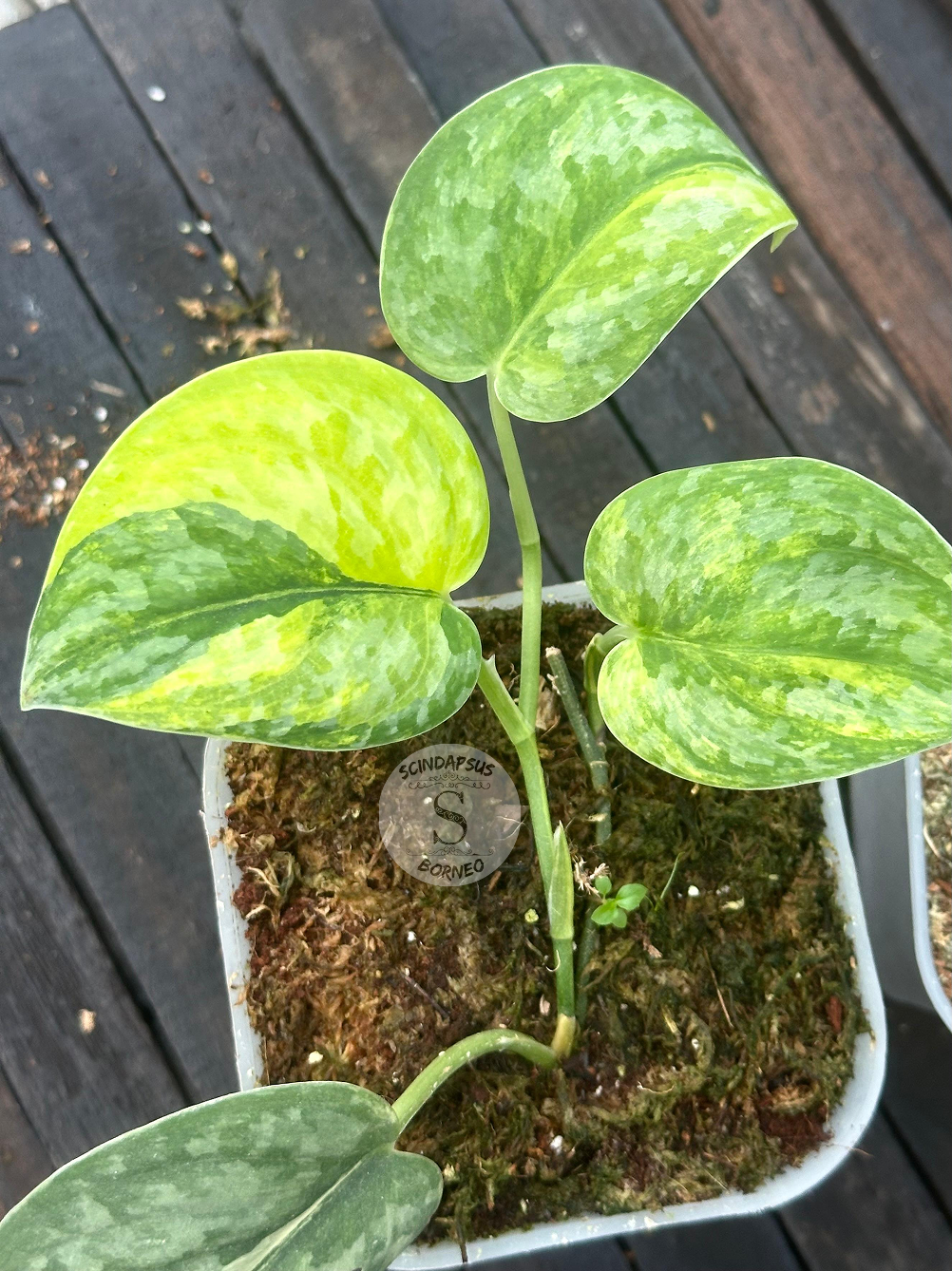 Scindapsus Legacy - Scindapsus Borneo
