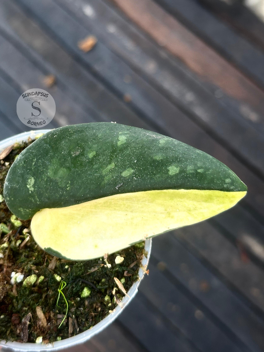 Scindapsus No Id - Scindapsus Borneo