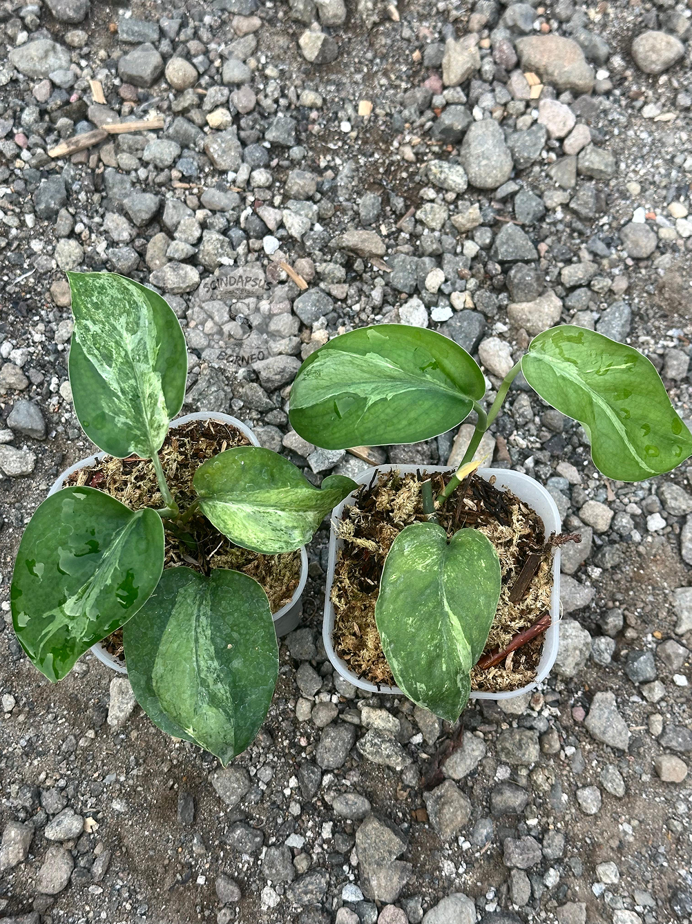 Scindapsus Senara - Scindapsus Borneo