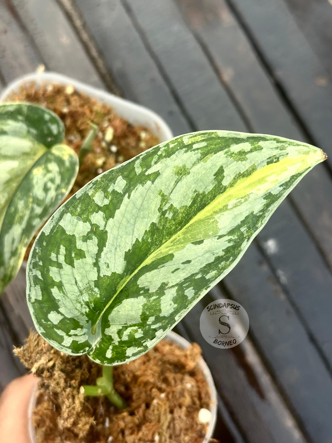 Scindapsus Siak - Scindapsus Borneo