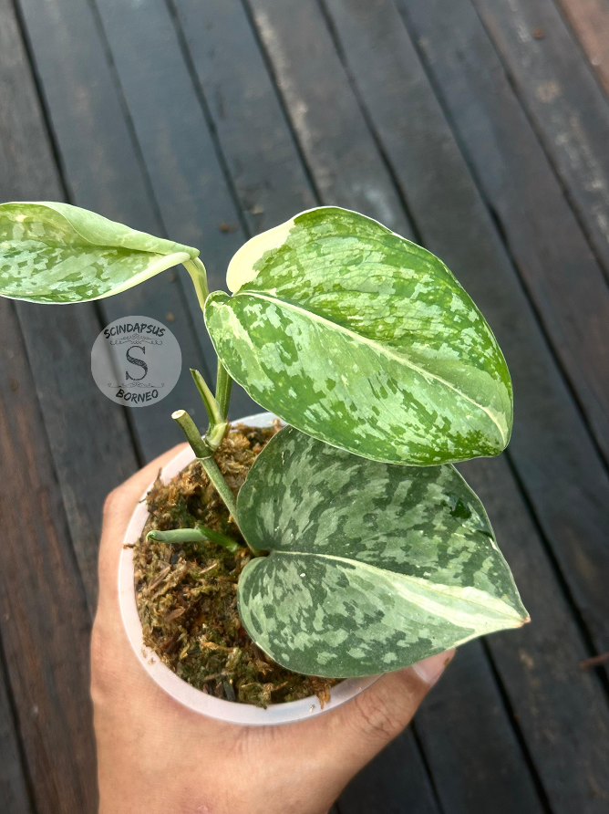 Variegated Mutation – Scindapsus Borneo