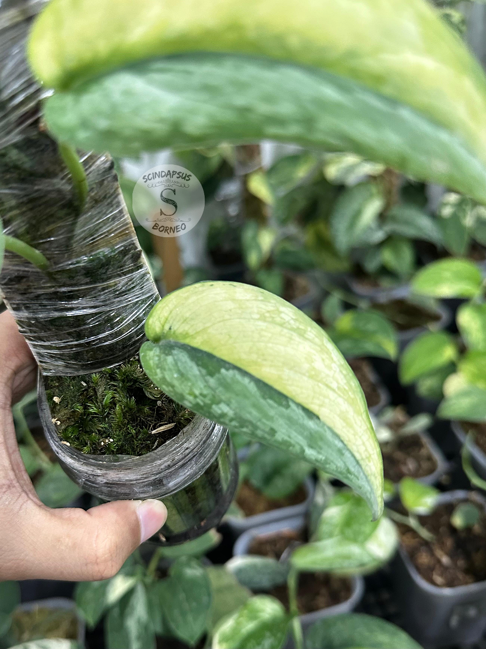 Scindapsus Padjajaran - Scindapsus Borneo