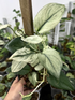 Scindapsus Treubii Super White - Scindapsus Borneo