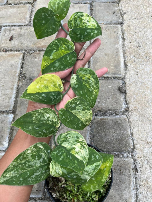 Scindapsus Miracle - Best Selected