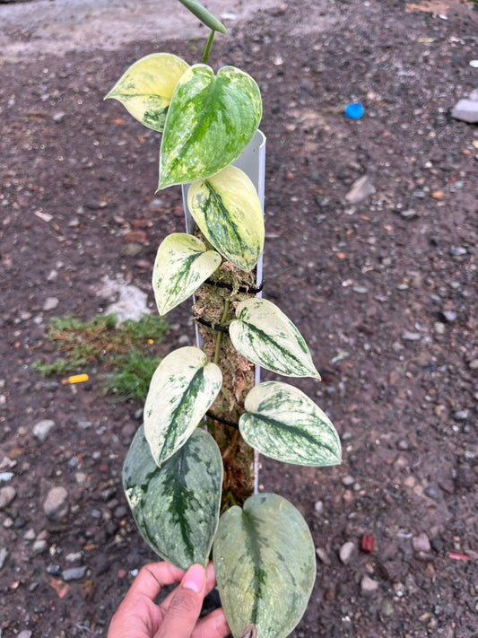 Scindapsus Sparkling Kunzo - Best Selected