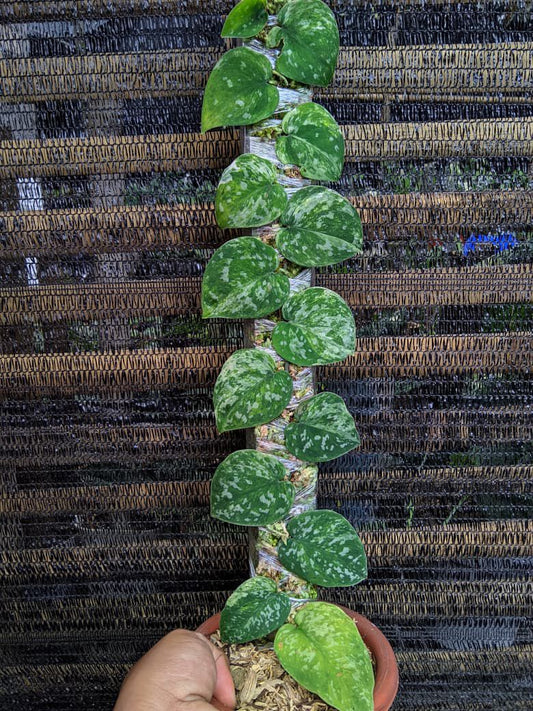 Scindapsus Argyraeus Tricolor - Best Selected