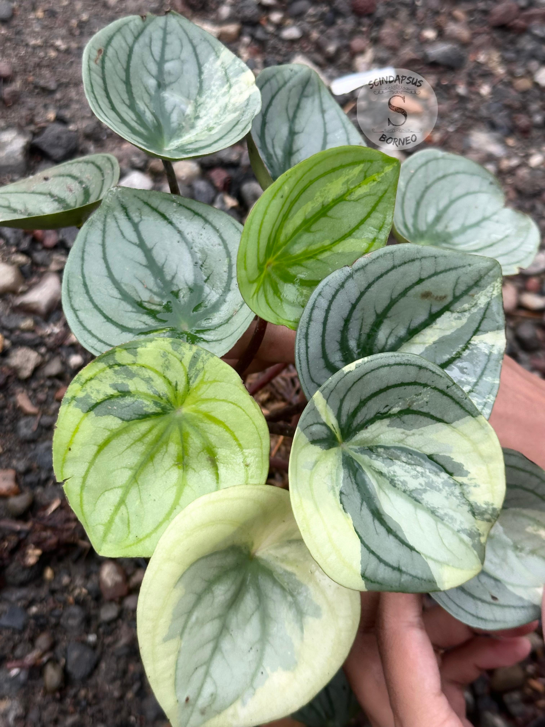 Peperomia Argyreia Silver Mutation - Scindapsus Borneo