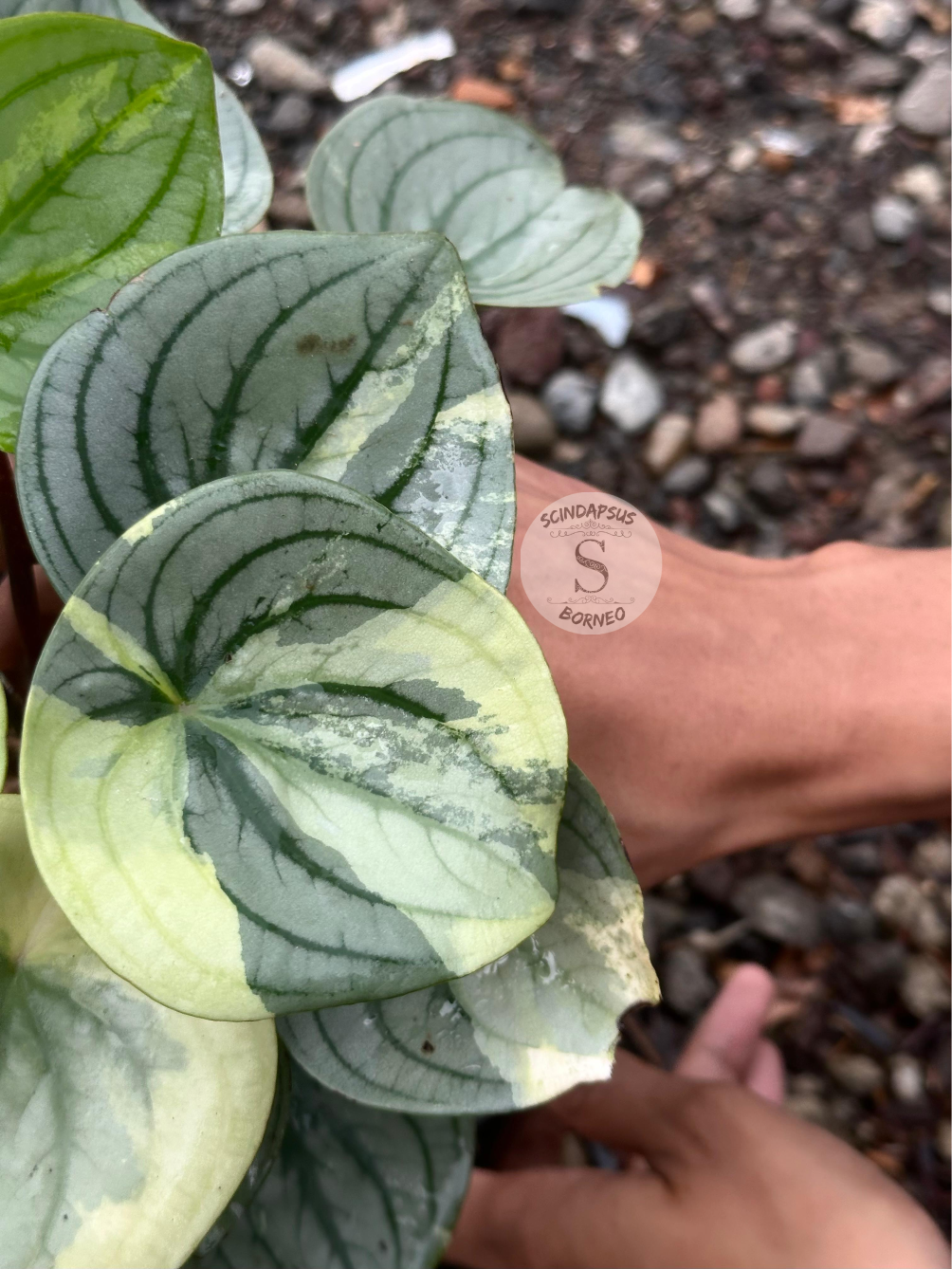 Peperomia Argyreia Silver Mutation - Scindapsus Borneo