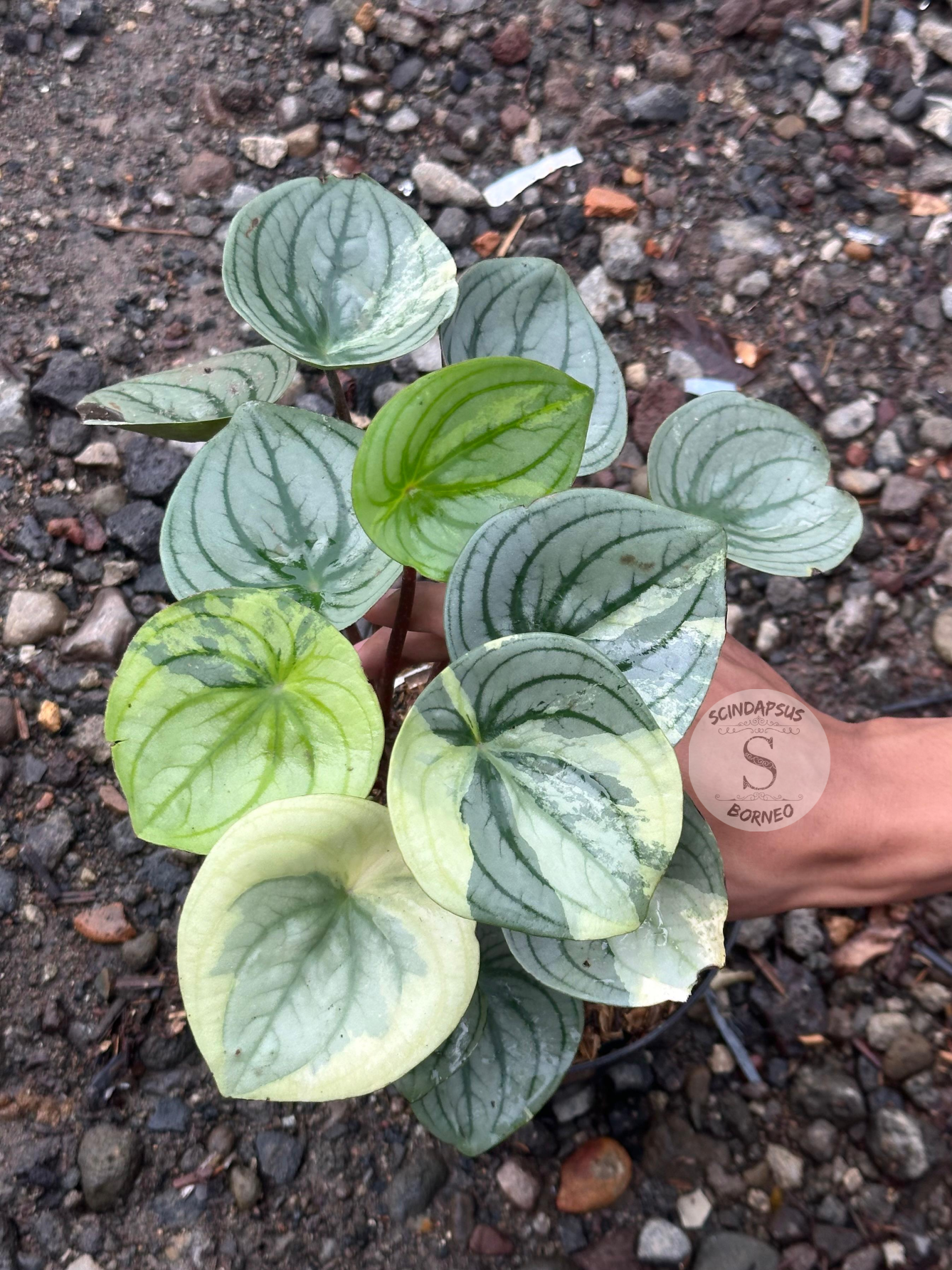 Peperomia Argyreia Silver Mutation