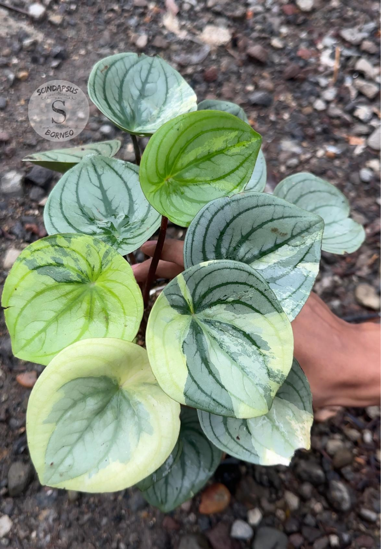 Peperomia Argyreia Silver Mutation - Scindapsus Borneo