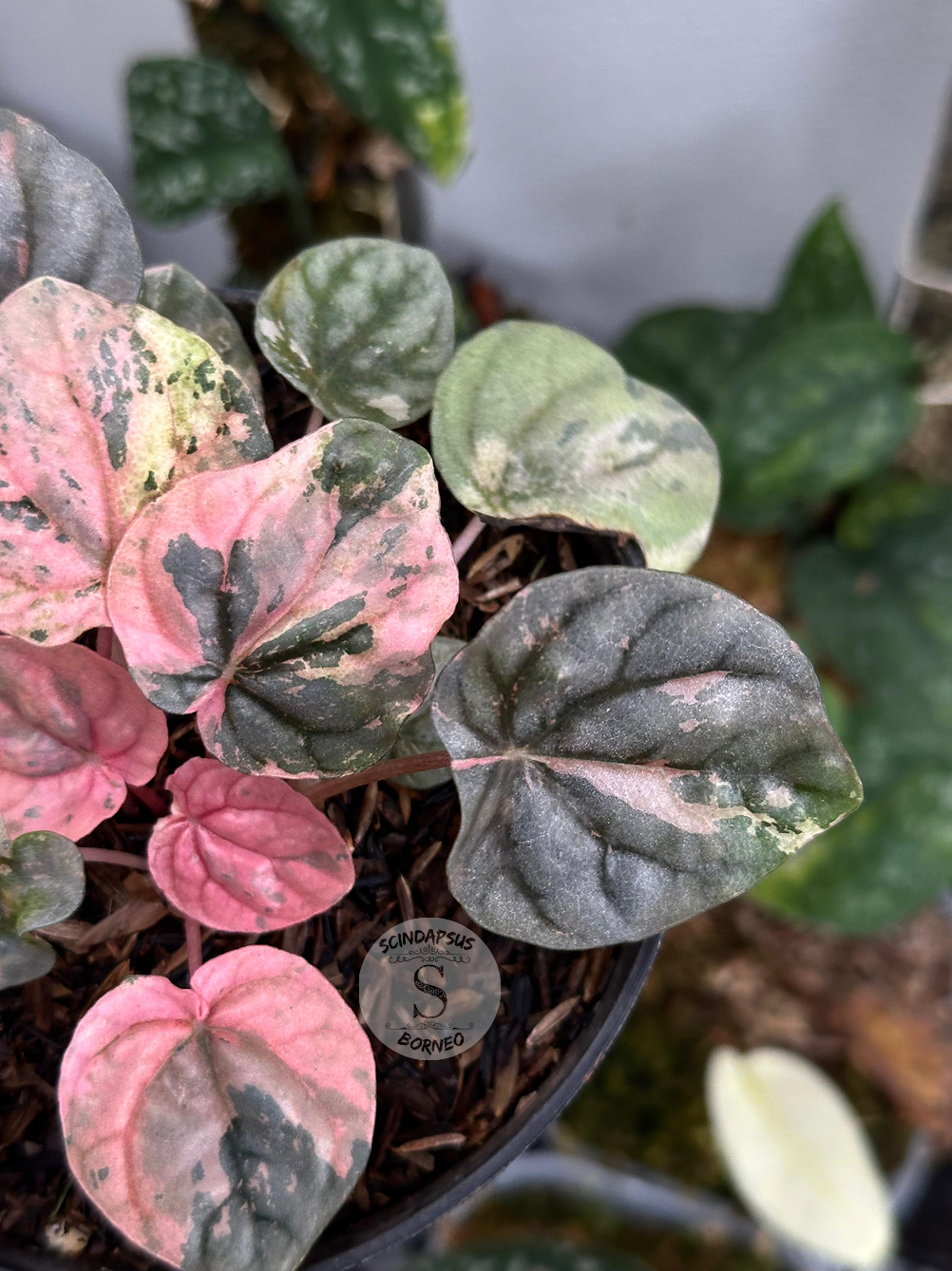 Peperomia Pink Lady Indo - Scindapsus Borneo