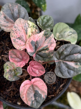 Peperomia Pink Lady Indo - Scindapsus Borneo